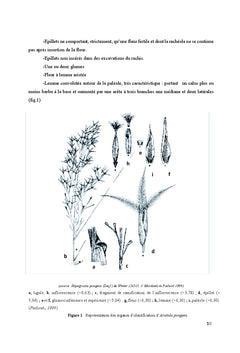 Contribution à l'étude de l'espèce Aristida pungens en Algérie