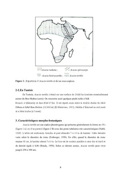 Acacia tortilis en Tunisie: Écophysiologie et morphologie