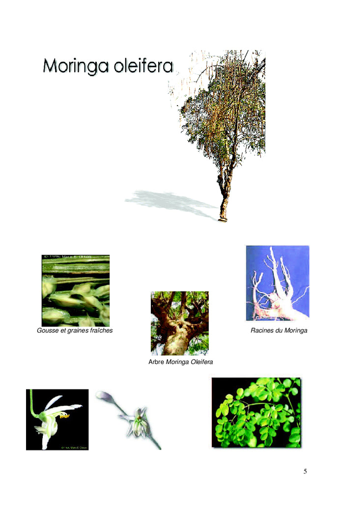 Le Moringa Oleifera, un Arbre Qui Fait Tout