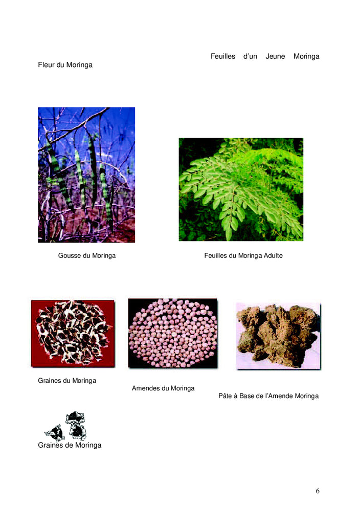 Le Moringa Oleifera, un Arbre Qui Fait Tout