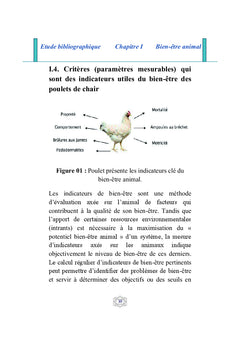 Les pododermatites chez le poulet de chair