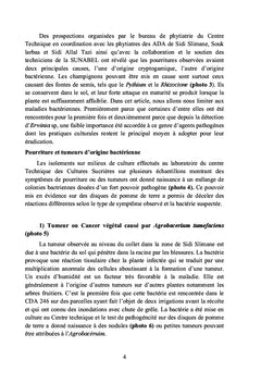 Ennemis des cultures sucrières au Maroc canne et Betterave