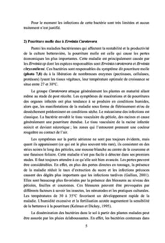 Ennemis des cultures sucrières au Maroc canne et Betterave