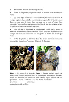 Ennemis des cultures sucrières au Maroc canne et Betterave