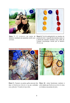 Ennemis des cultures sucrières au Maroc canne et Betterave