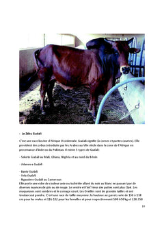Bonne pratique de l'embouche bovine au Mali