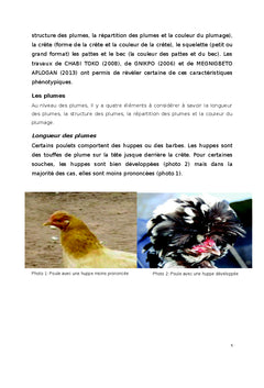 Gagnez de l'Argent par l'elevage des Poulets Locaux