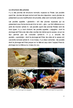 Gagnez de l'Argent par l'elevage des Poulets Locaux