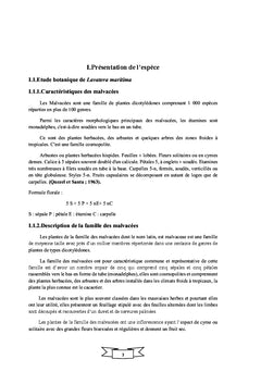 Etude histologique de Lavatera maritima dans le nord ouest d'Algérie