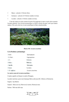 Etude histologique de Lavatera maritima dans le nord ouest d'Algérie
