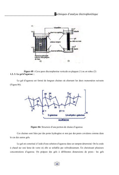 Techniques d'analyse électrophorètique