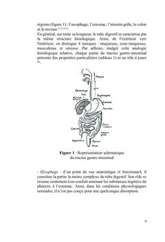 Les systèmes gastro-rétentifs