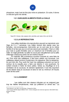 Savoir elever