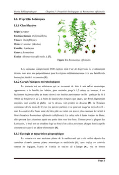 Les Catéchines Dans Le Romarin