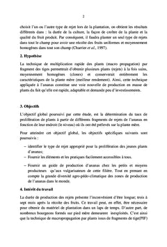Activation des bourgeons latents de différents rejets d'ananas