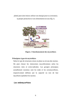 Polycopié cours relation plante micro organismes