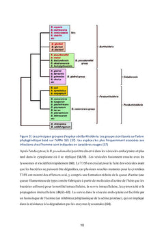 Du Burkholderia pseudo mallei à la Mélioïdose