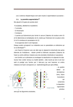 Anatomie du sacrum