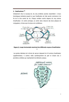 Anatomie du sacrum
