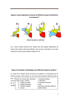 Anatomie du sacrum