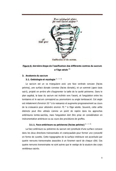 Anatomie du sacrum