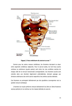 Anatomie du sacrum