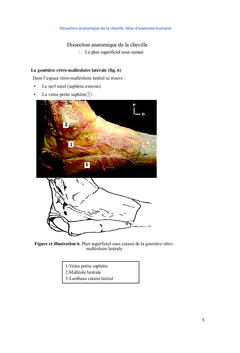 Dissection anatomique de la cheville