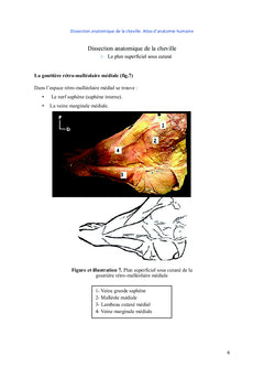 Dissection anatomique de la cheville