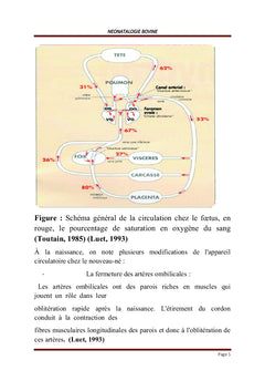 Pathologies des Bovidés