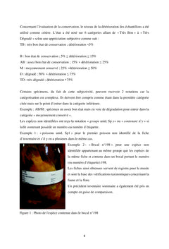 Révision nomenclaturale et taxinomique des espèces exposées