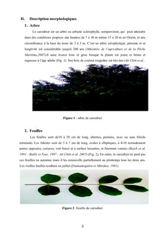Etude de l'effet des extraits phénoliques de la gousse