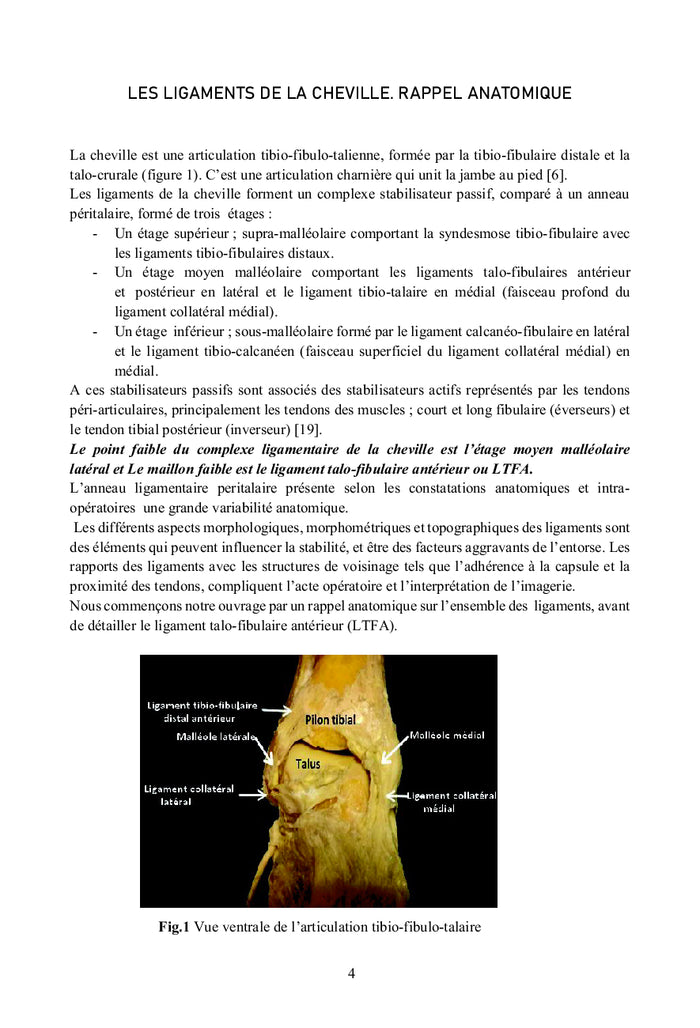Le ligament de l'entorse latérale de la cheville
