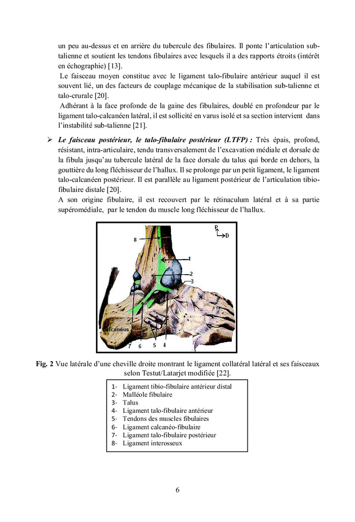 Le ligament de l'entorse latérale de la cheville