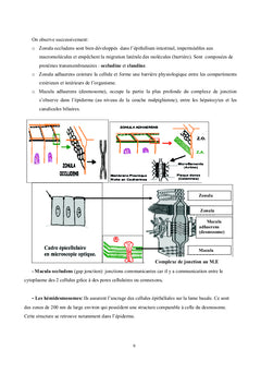 Histologie Générale Humaine
