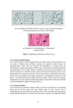 Les levures