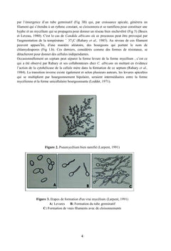 Les levures