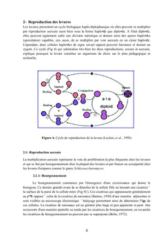 Les levures