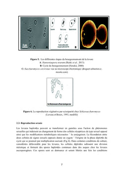 Les levures