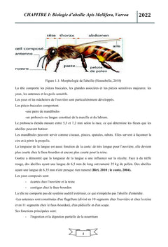 Impact d'huile essentielle de Mentha pulegium sur le Varroa jacobsoni