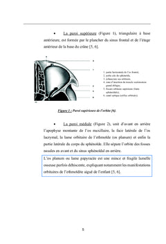Les Complications Orbitaires des Sinusites Bacteriennes