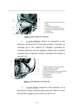 Les Complications Orbitaires des Sinusites Bacteriennes