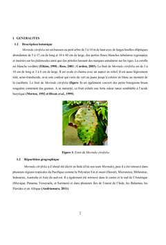 Pulpes de Morinda citrifolia (RUBIACEAE)