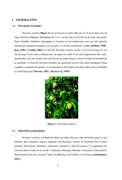 Feuilles de Morinda citrifolia (RUBIACEAE)