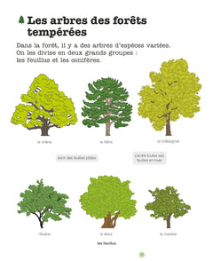 La forêt