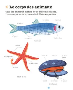 Les animaux des mers