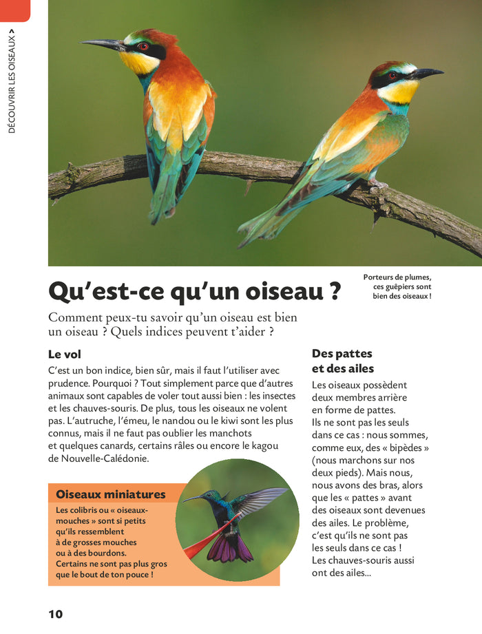 Copain des oiseaux