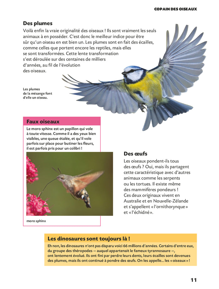 Copain des oiseaux