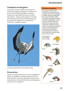 Copain des oiseaux