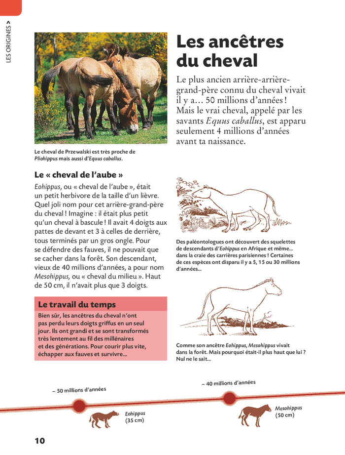 Copain des chevaux