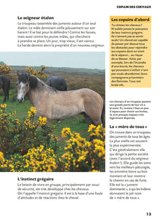 Copain des chevaux